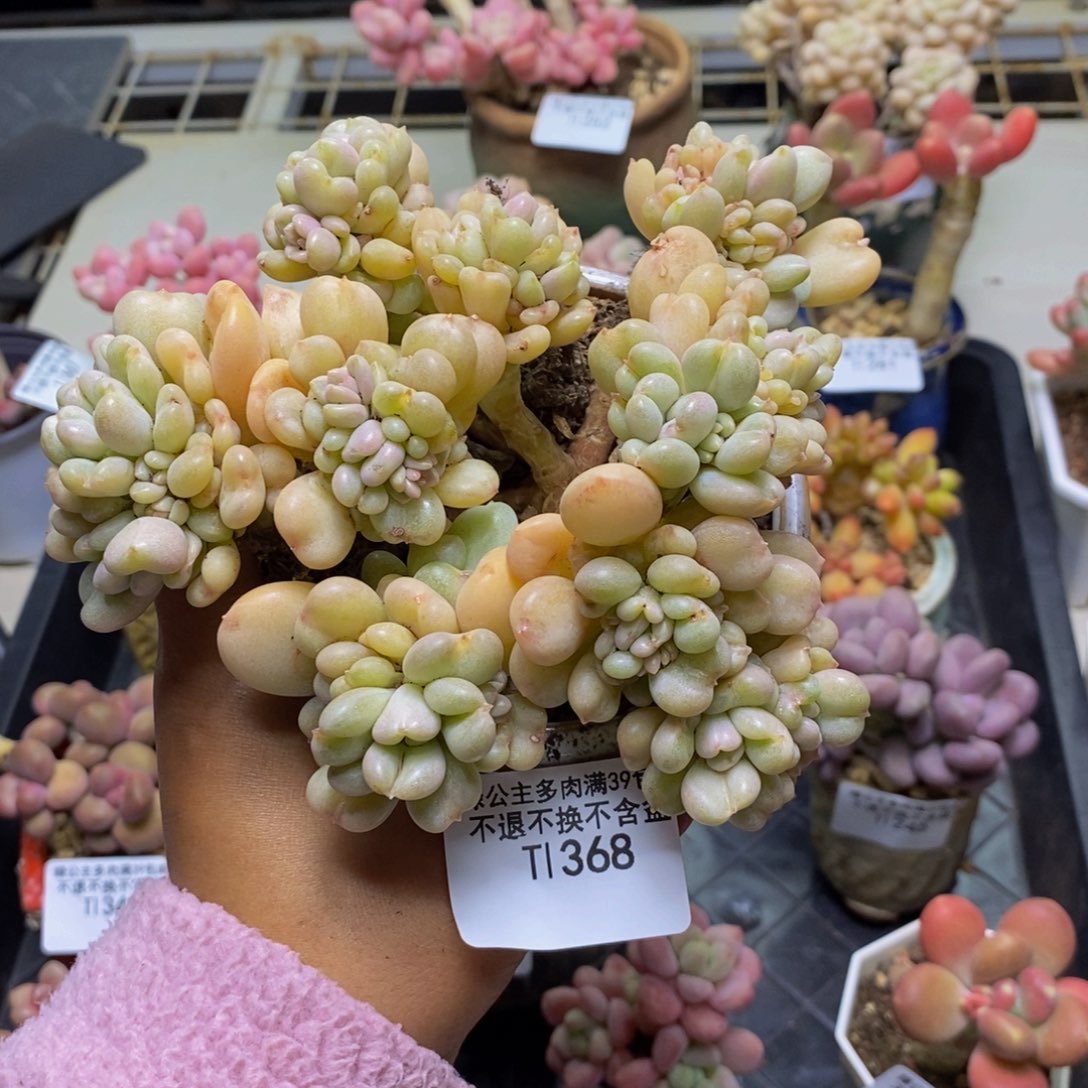 368比尔盖茨多肉12cm有砍