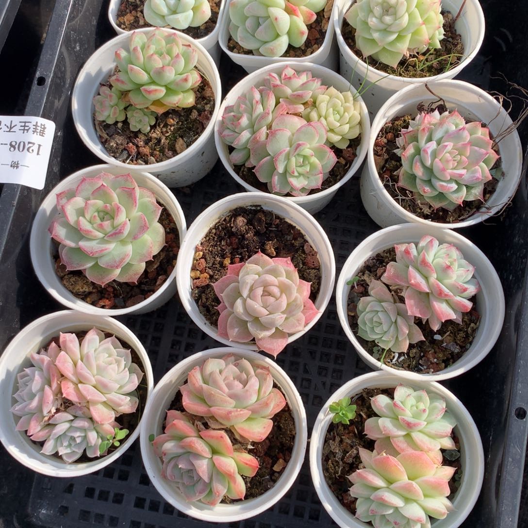 Z***g1208-124 套餐一组