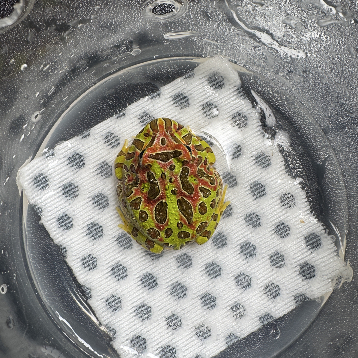 正品大津钟子代钟角蛙，3号活体爬宠