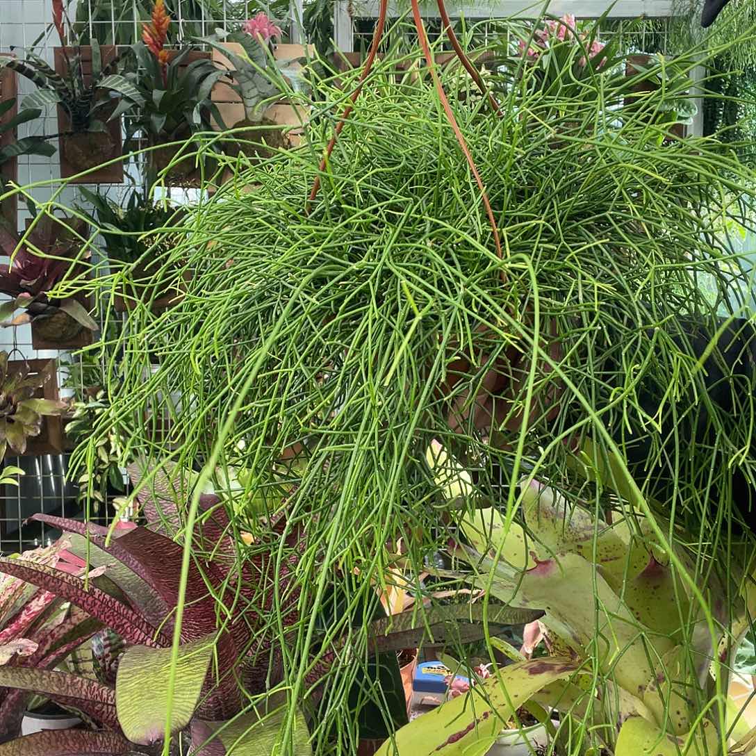 喀秋莎盆栽一个福利