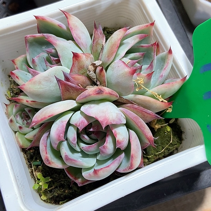 多肉植物惊鸿993