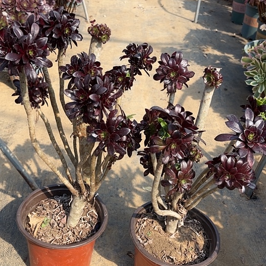 多肉植物母本法师11