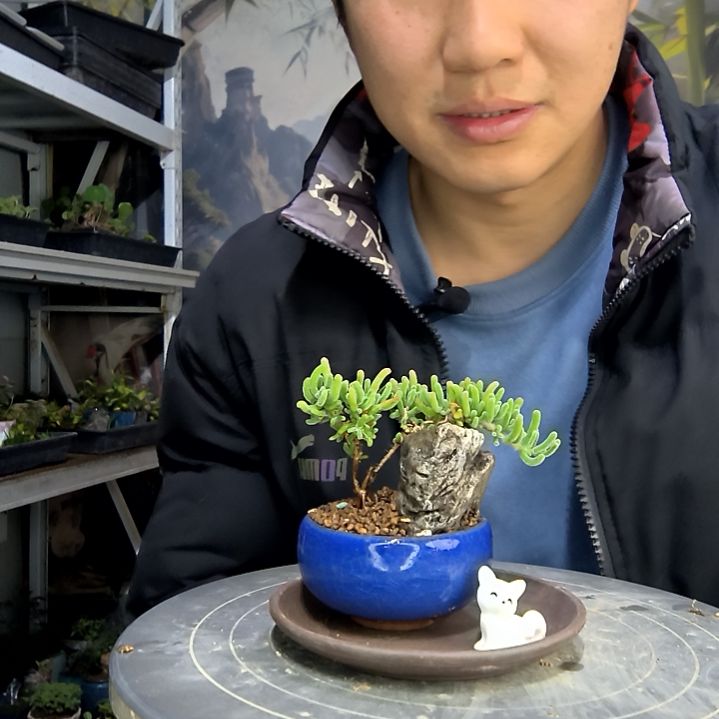 用****9中青园艺一物一拍花185