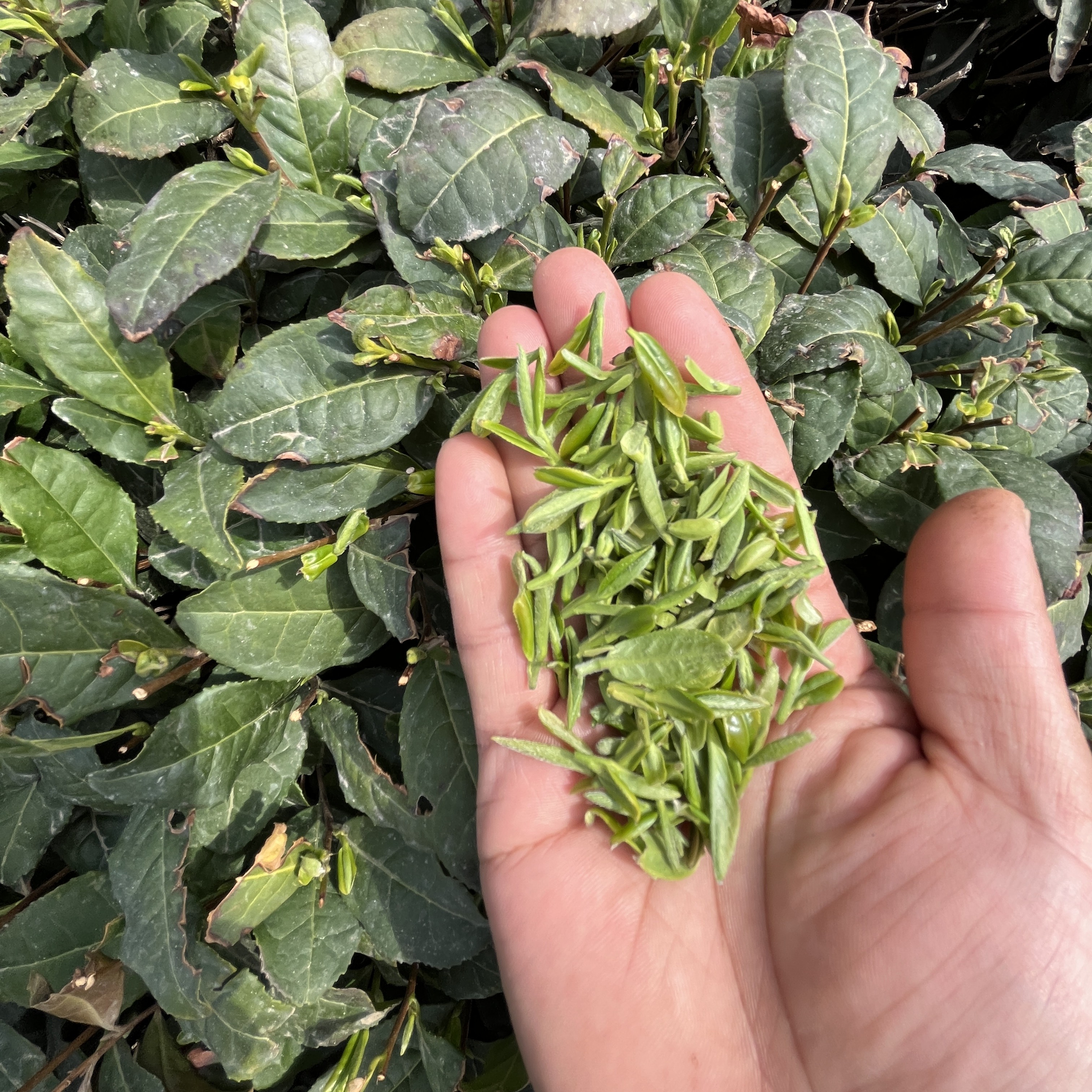 【顺丰包邮】2025年新茶高品质日照绿茶扁茶耐泡优选