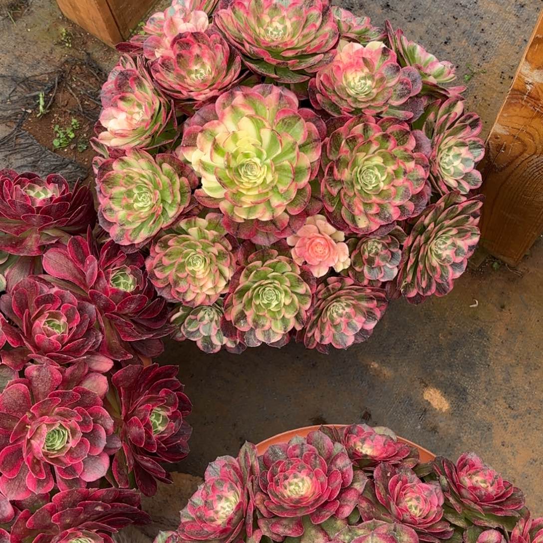 凤***飞云南多肉植物海神