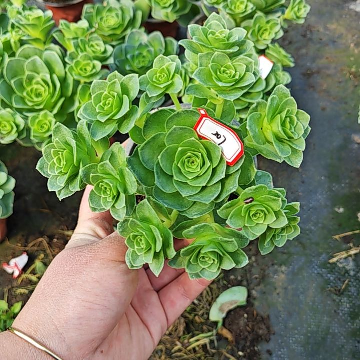 山地玫瑰多肉 207