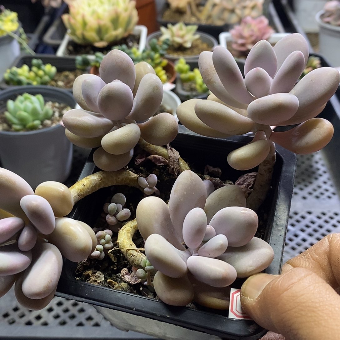 1225 老桩桃蛋多肉