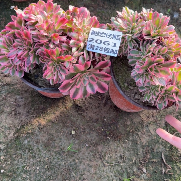 2061二号棚两个女巫缀无售后G