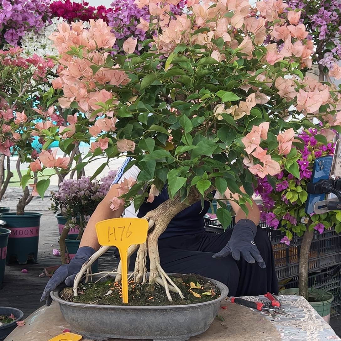 我***良大部分花苞少量开放H76绿叶马斯