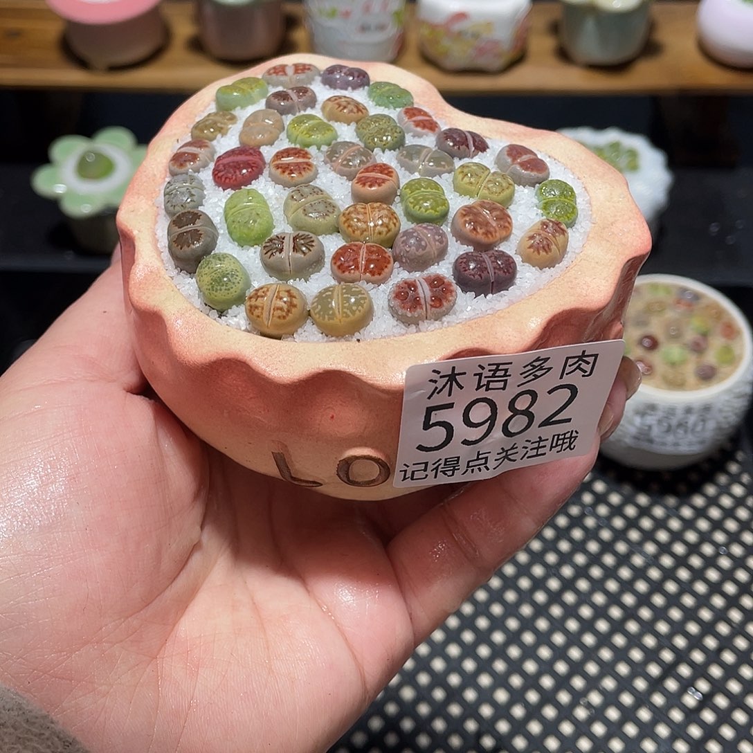 带盆土植物 一物一拍5982