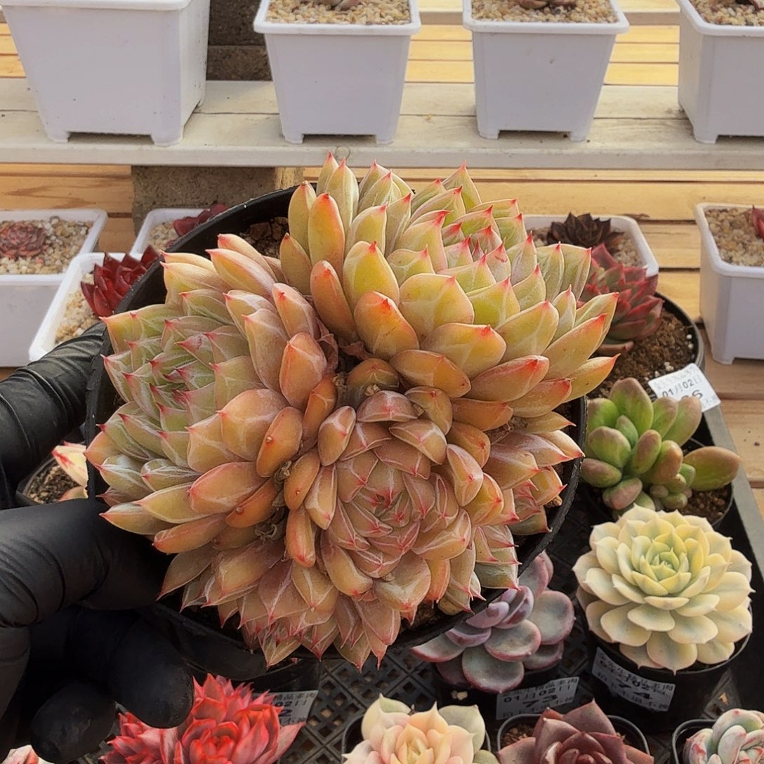 0102-81雪花珍妮群