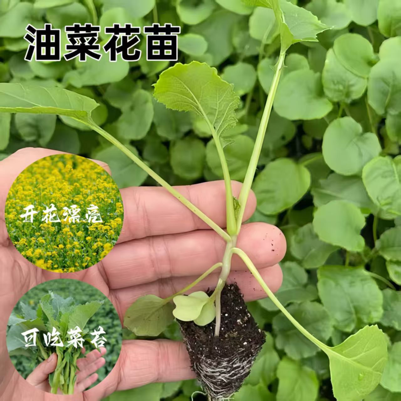 优选油菜花苗适合家庭菜园庭院种植蔬菜秧苗带土发货高产油菜花苗