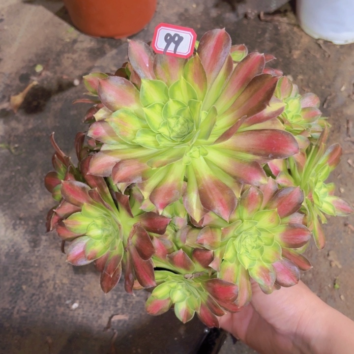 一物一拍韶华99多肉