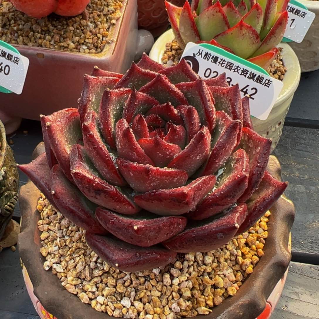 从前慢多肉精选编号0223.42