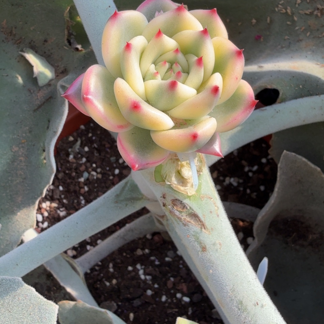 ****锦皮蛋锦，多肉锦多肉