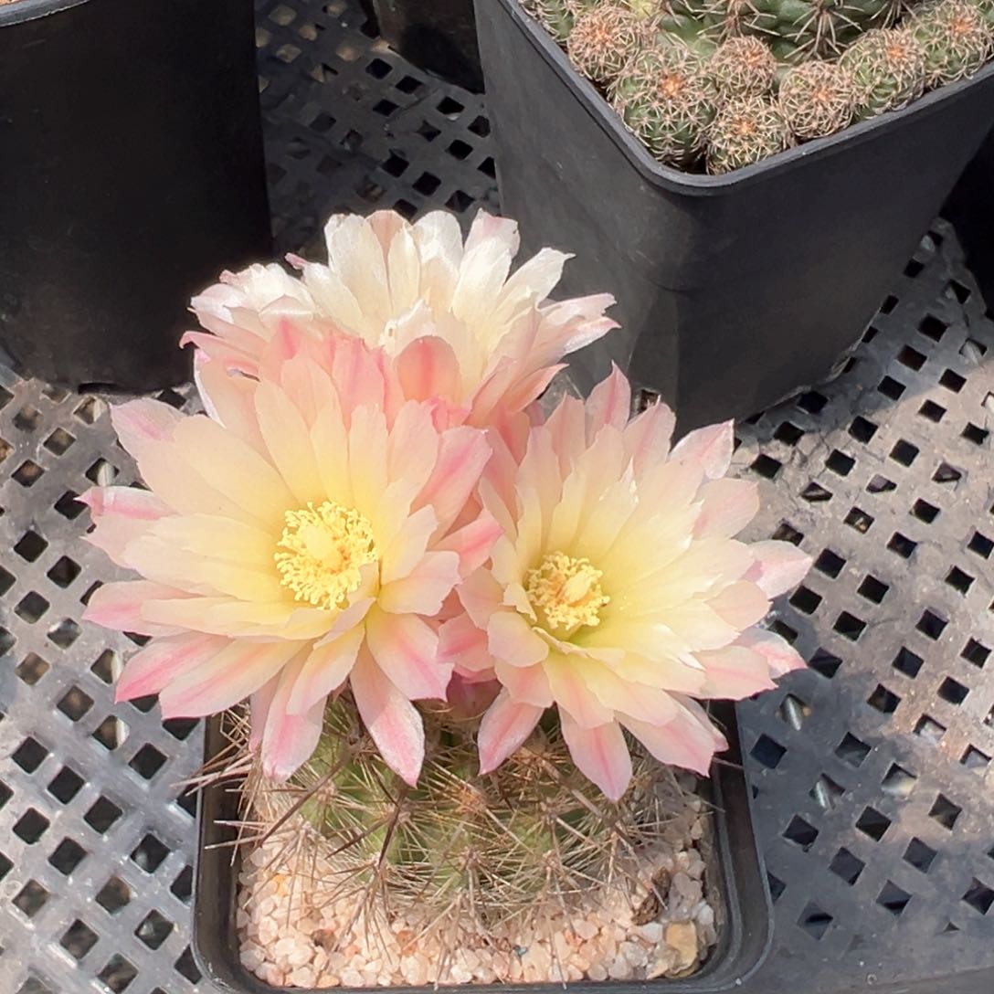 6591实生仙人球智利球