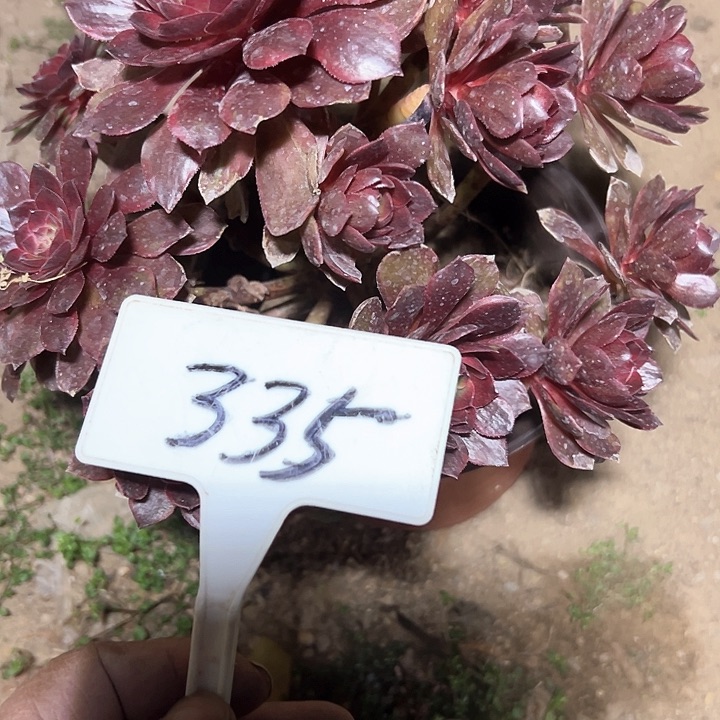 乐多肉植物黑膜法师不售后