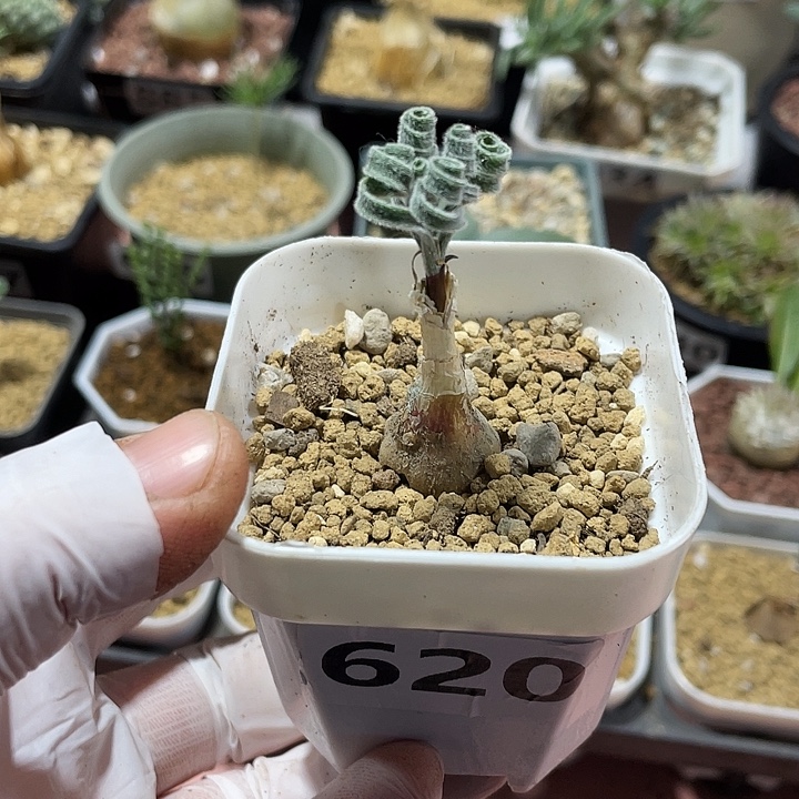 620GL毛叶蚊香弹簧草