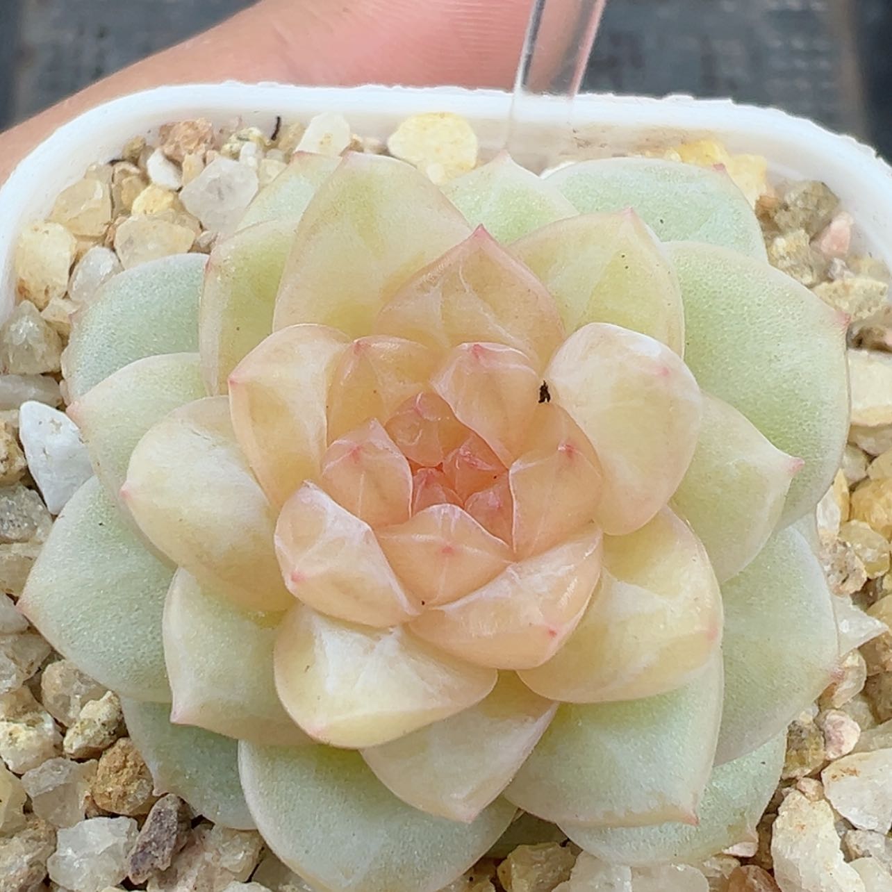 【闪购商品】550号哈哈哈哈哈