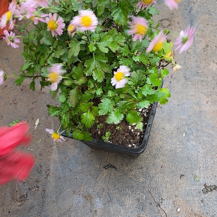 袁***飞38菊花菊花菊花菊花