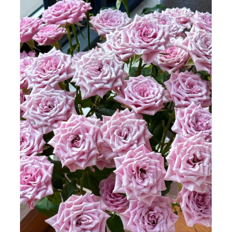 【诺拉】 多头玫瑰   真花 鲜切花  一单中通，两单顺丰发货