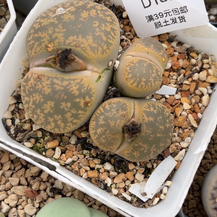 157多肉哈哈哈哈哈哈哈