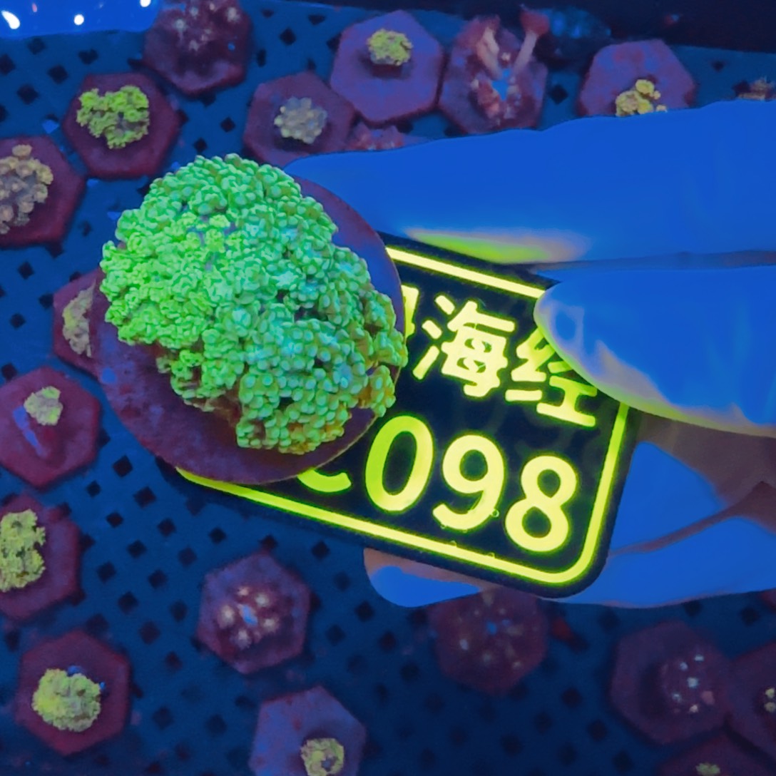 花***～纽扣珊瑚晓晓不包邮圣诞岛茉莉C098