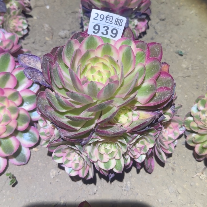 939倾城……不包断枝