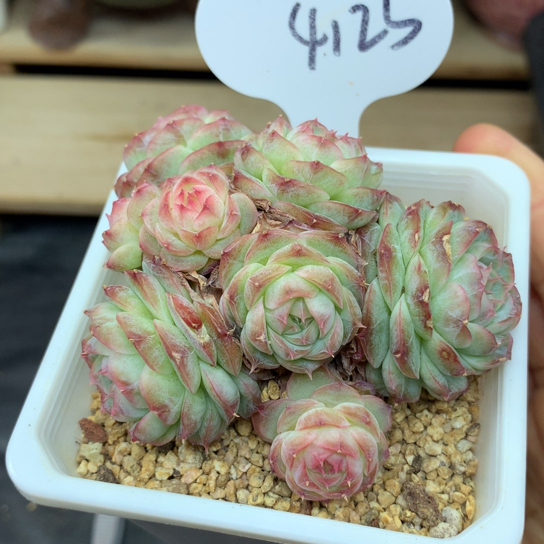 蔷薇珍妮9头群4123