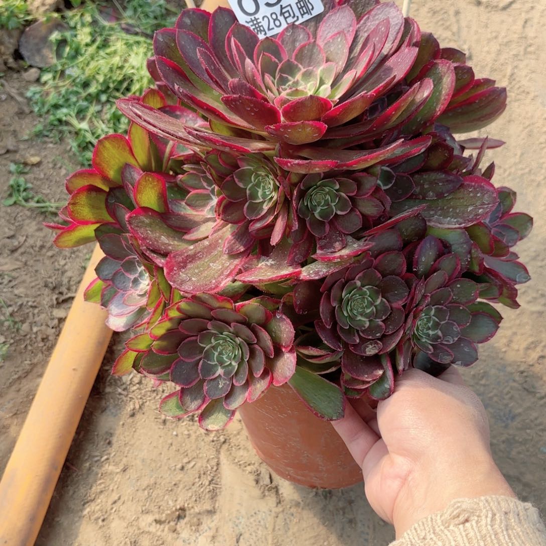 035粉花妖多肉111111