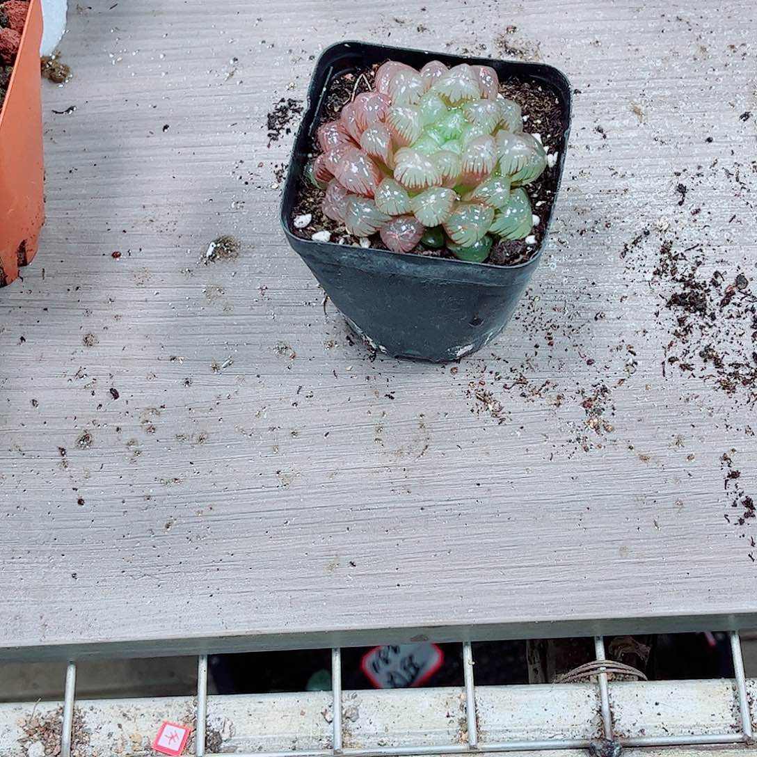 红玉露多肉一勿一拍