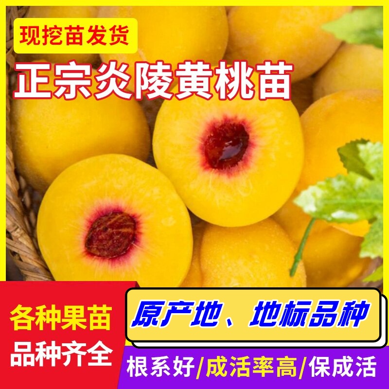 正宗炎陵黄桃苗 嫁接苗 7-8月熟 锦绣黄桃苗 原产地直发