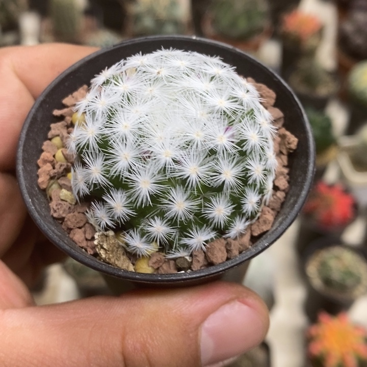 大春心特价福利包邮