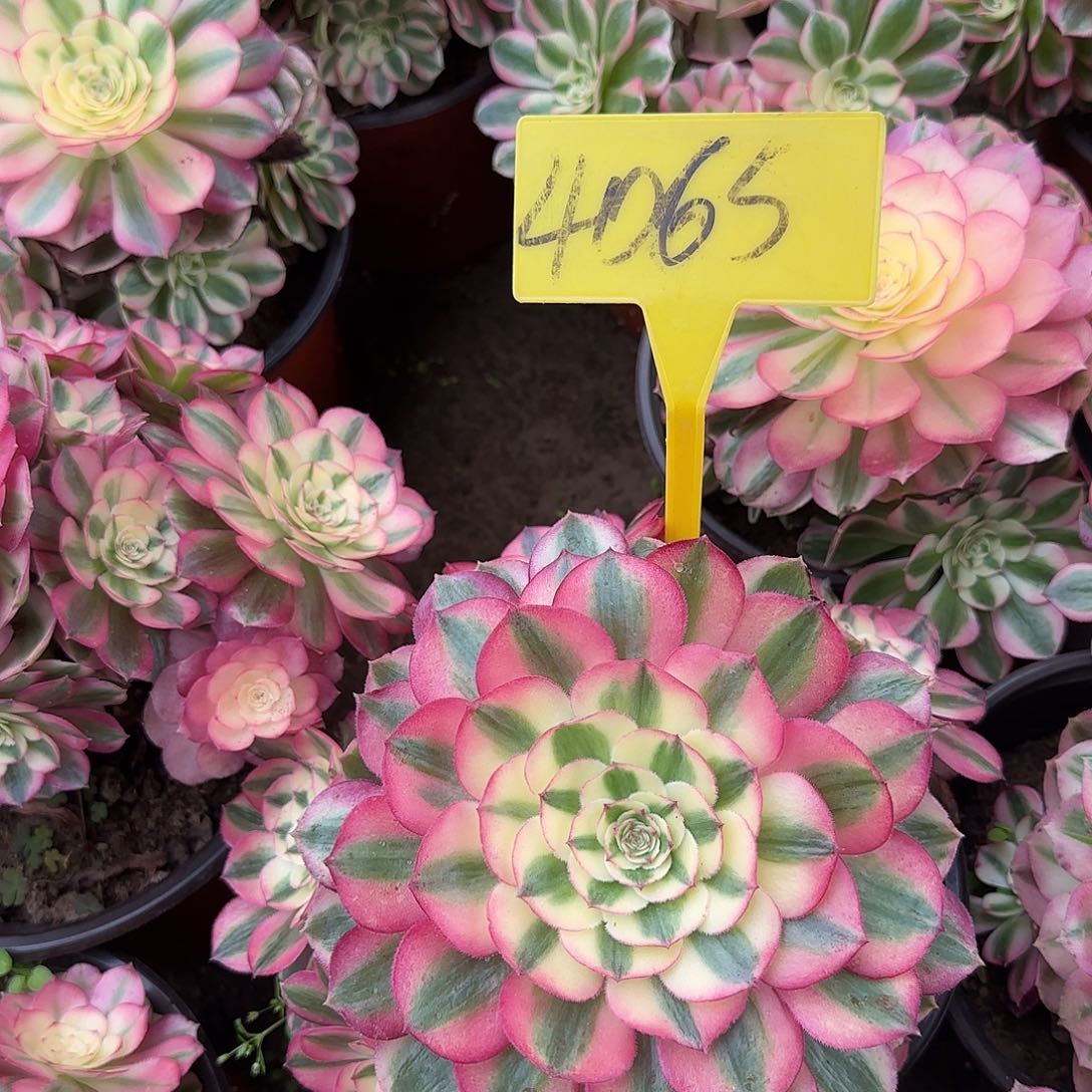 4065----倾城之恋多头