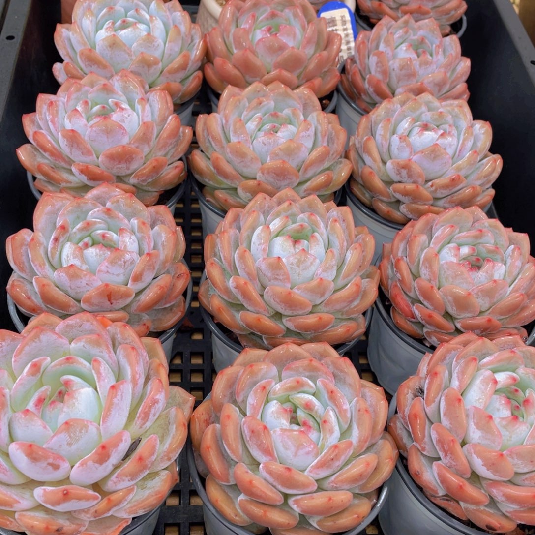 量拍72号 韩版橙梦露母本大单头一个