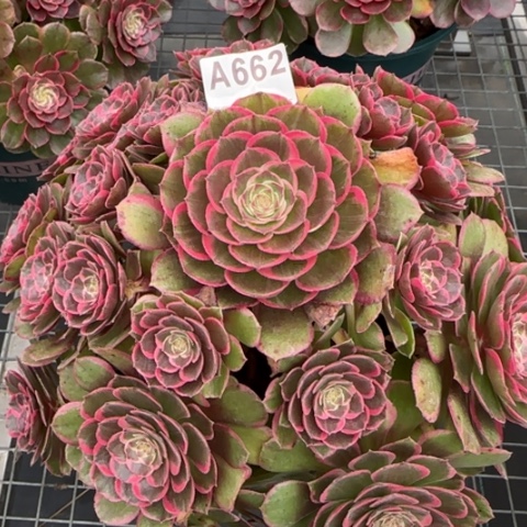 662粉花妖32厘米左右