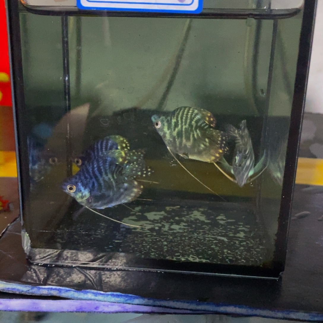 黑***勇短鲷鱼蓝龙球四条