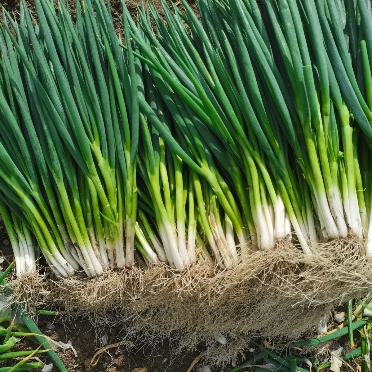 【毛葱】安徽特产新鲜分葱现挖带须可种（挖出来就发货，不售后）
