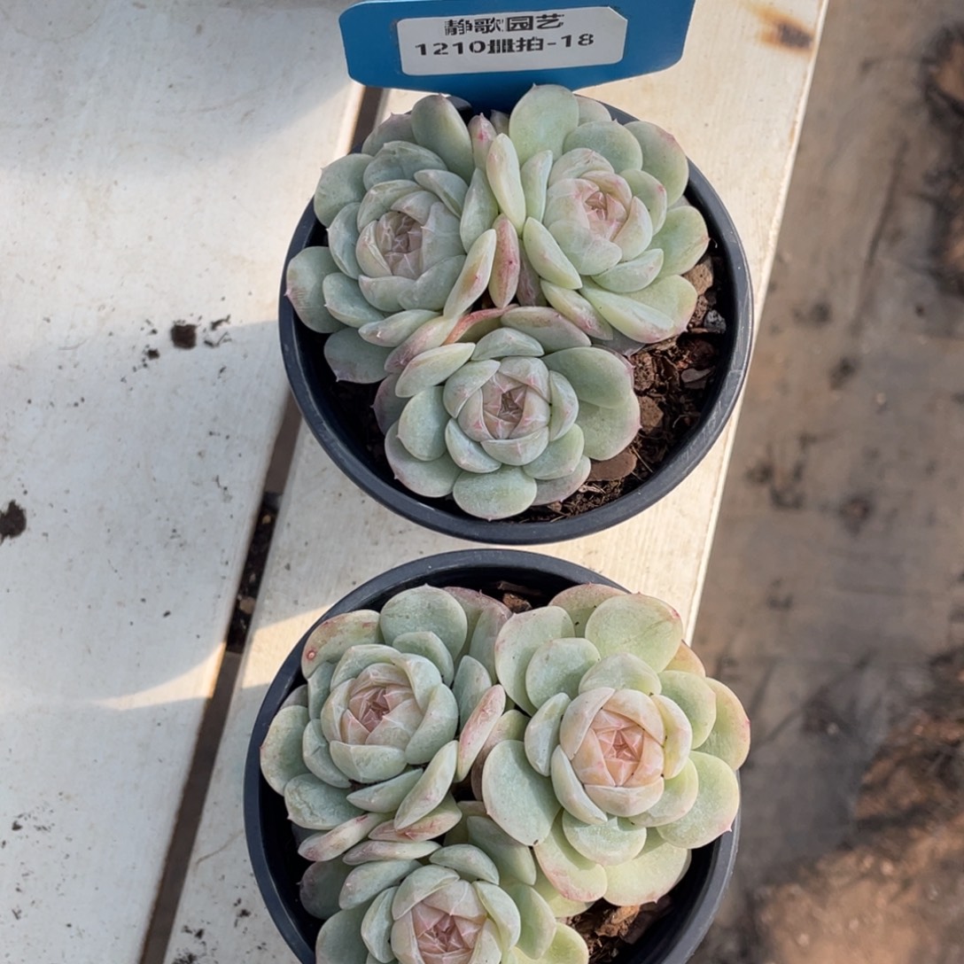 1210-18-不同个体白色恋人群生