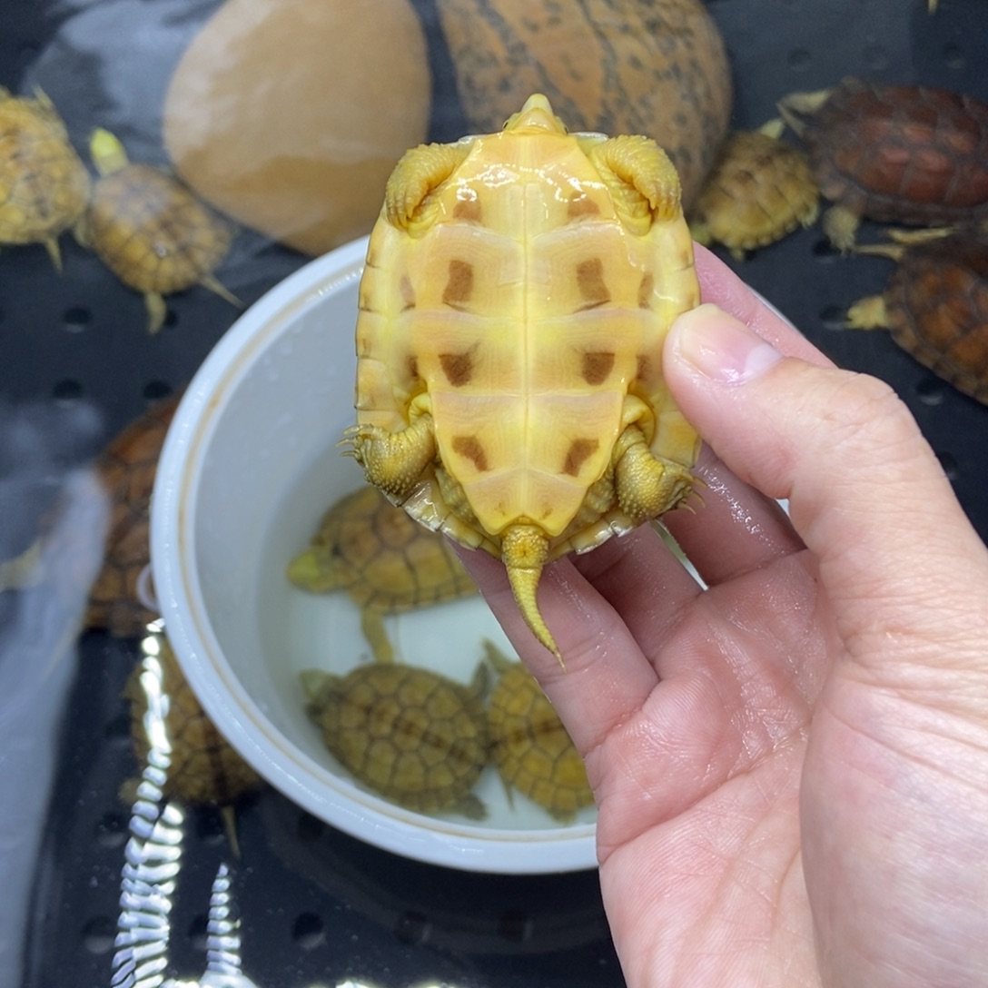 木***木绿毛龟不分公母牙底小青