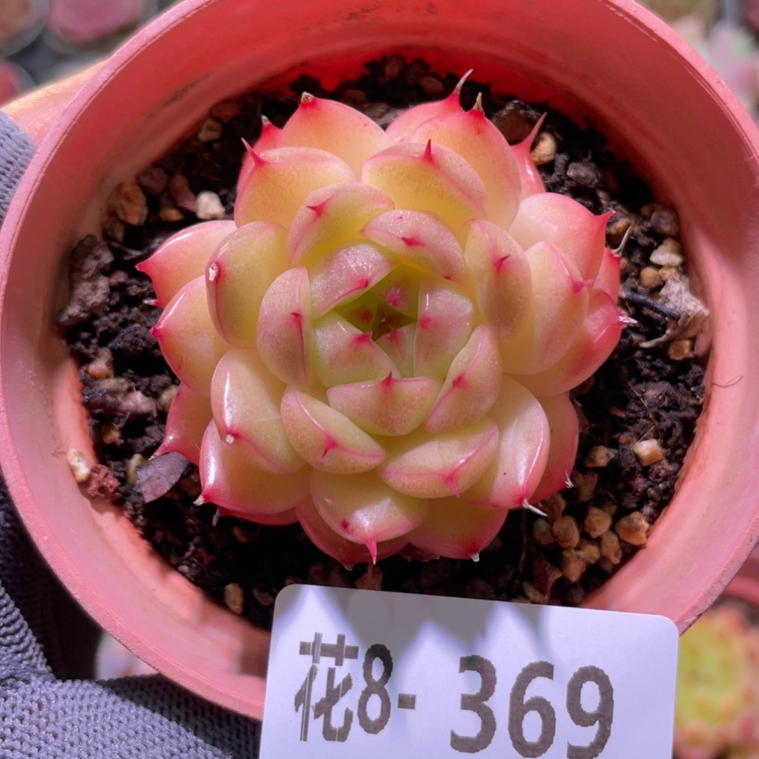 花利美8-369海王  