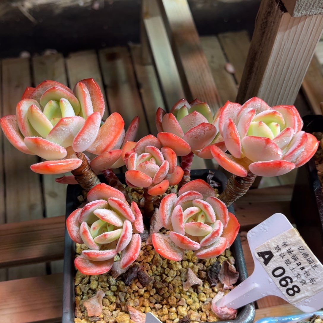 白月光dixiajijinjum