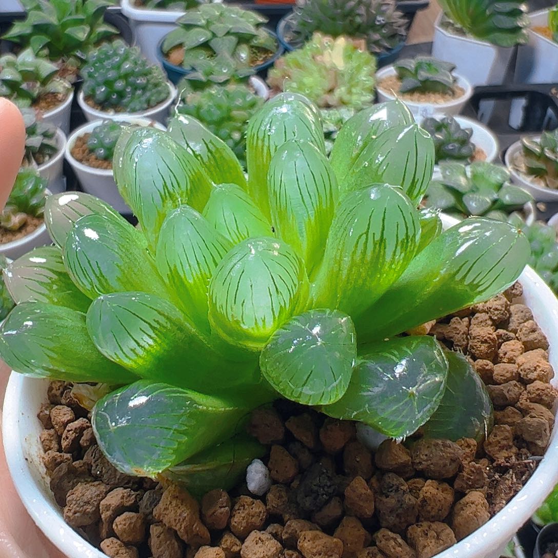 5948多肉植物一颗多肉