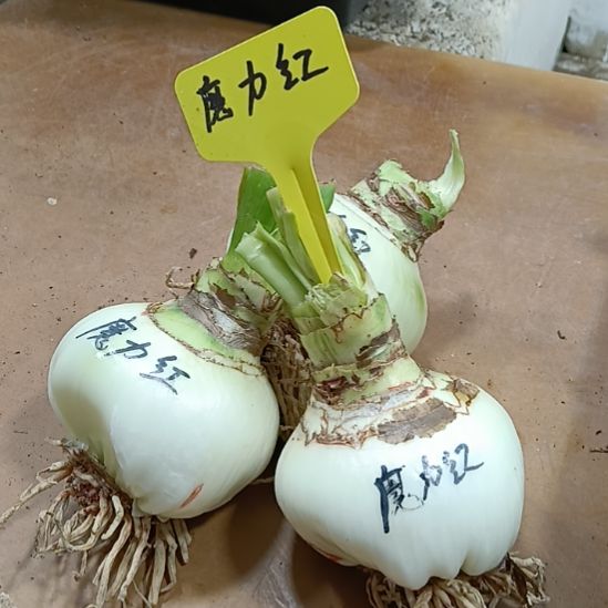 无花朵魔力红7-8发一个