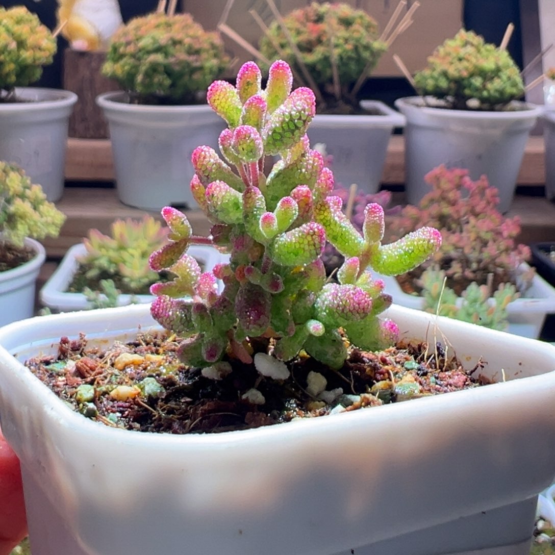 334花斑露一物一拍包开箱