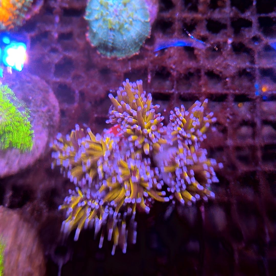 纽扣珊瑚24k金火柴，一半