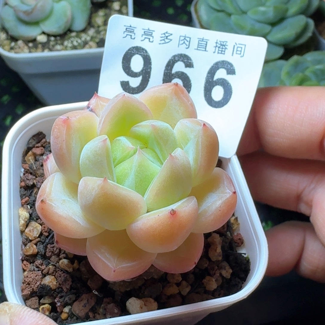 璇玑珍妮            精美多肉植物