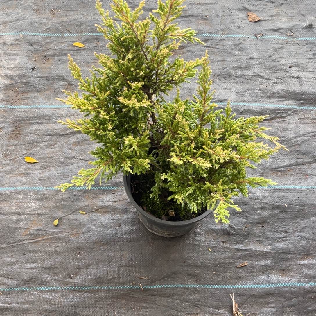 完全开放一加仑火云刺柏