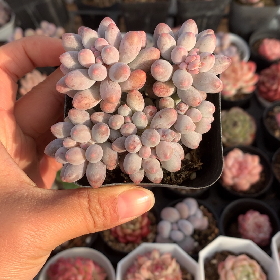 精控婴儿手指多肉