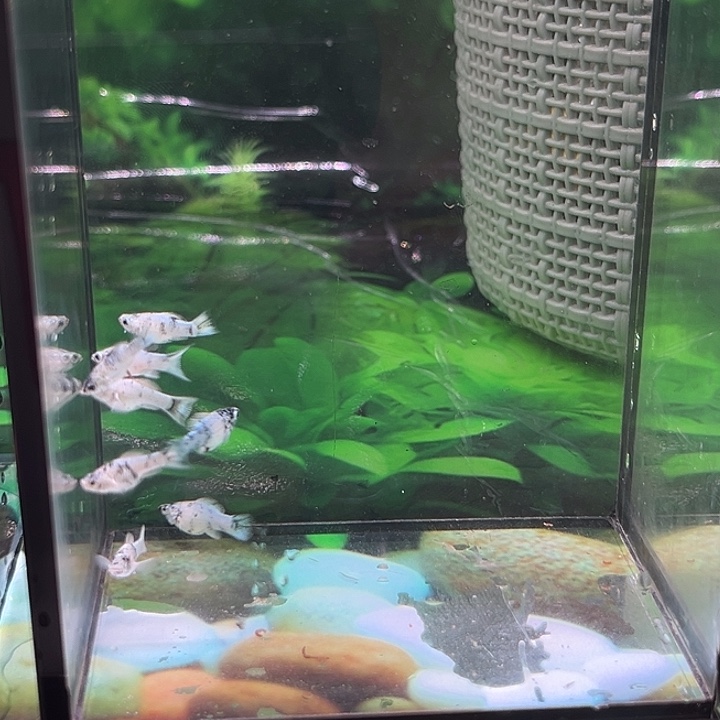 孔雀鱼精品水墨苗8条补差价